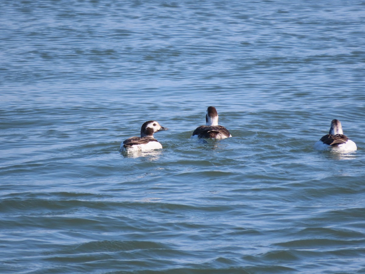 Long-tailed Duck - ML615366147