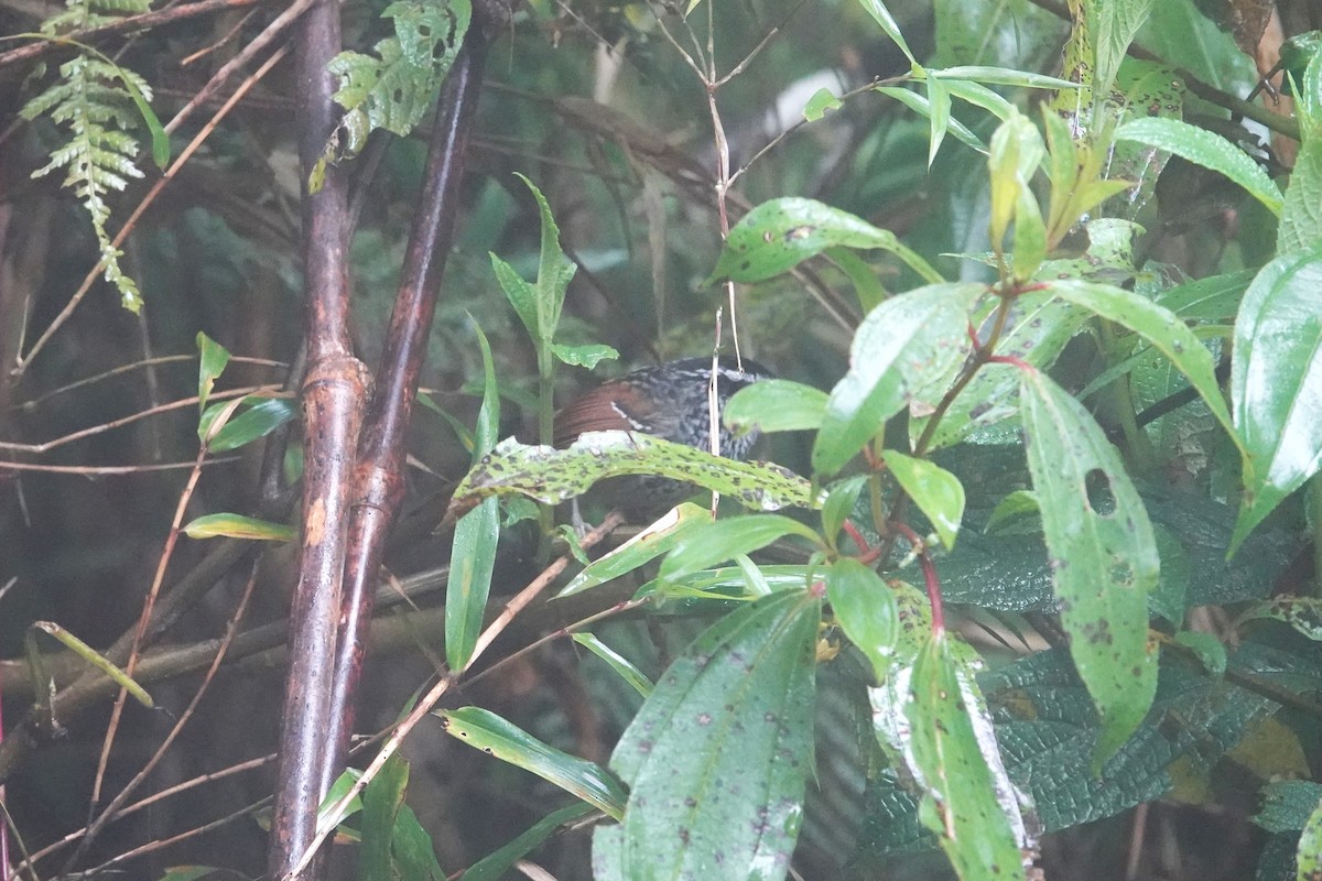 Rufous-tailed Antbird - ML615366272