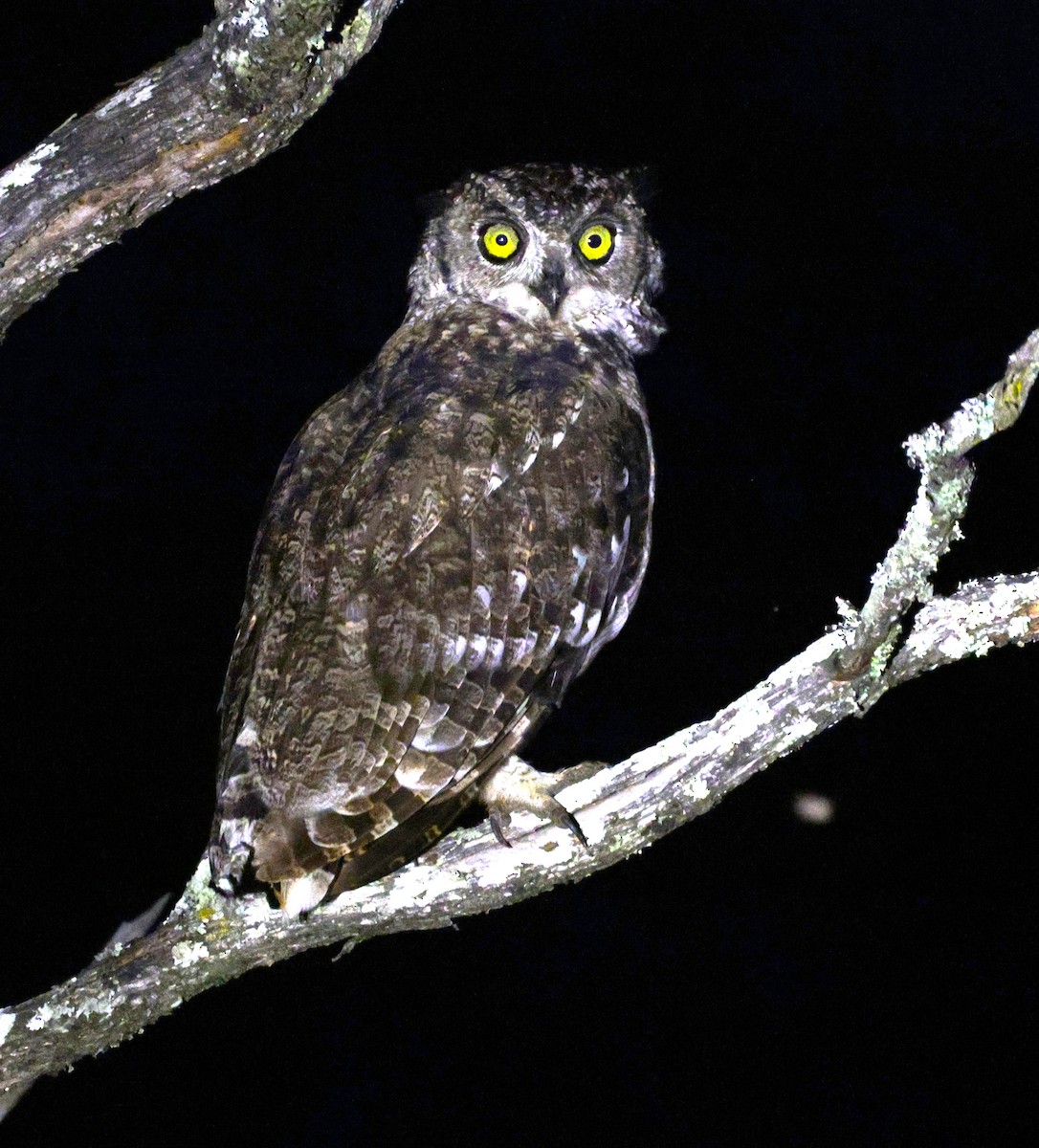 Spotted Eagle-Owl - ML615366303