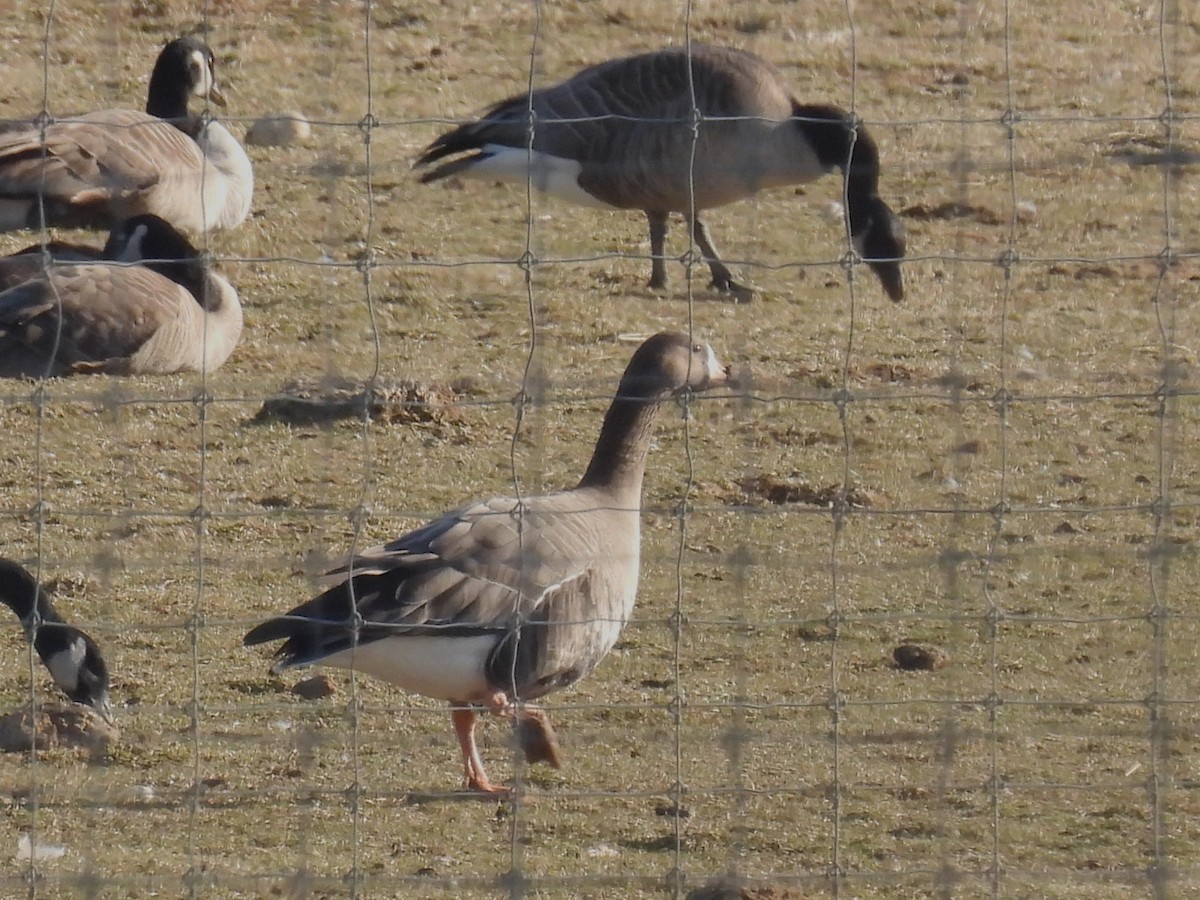 Greater White-fronted Goose - ML615366467