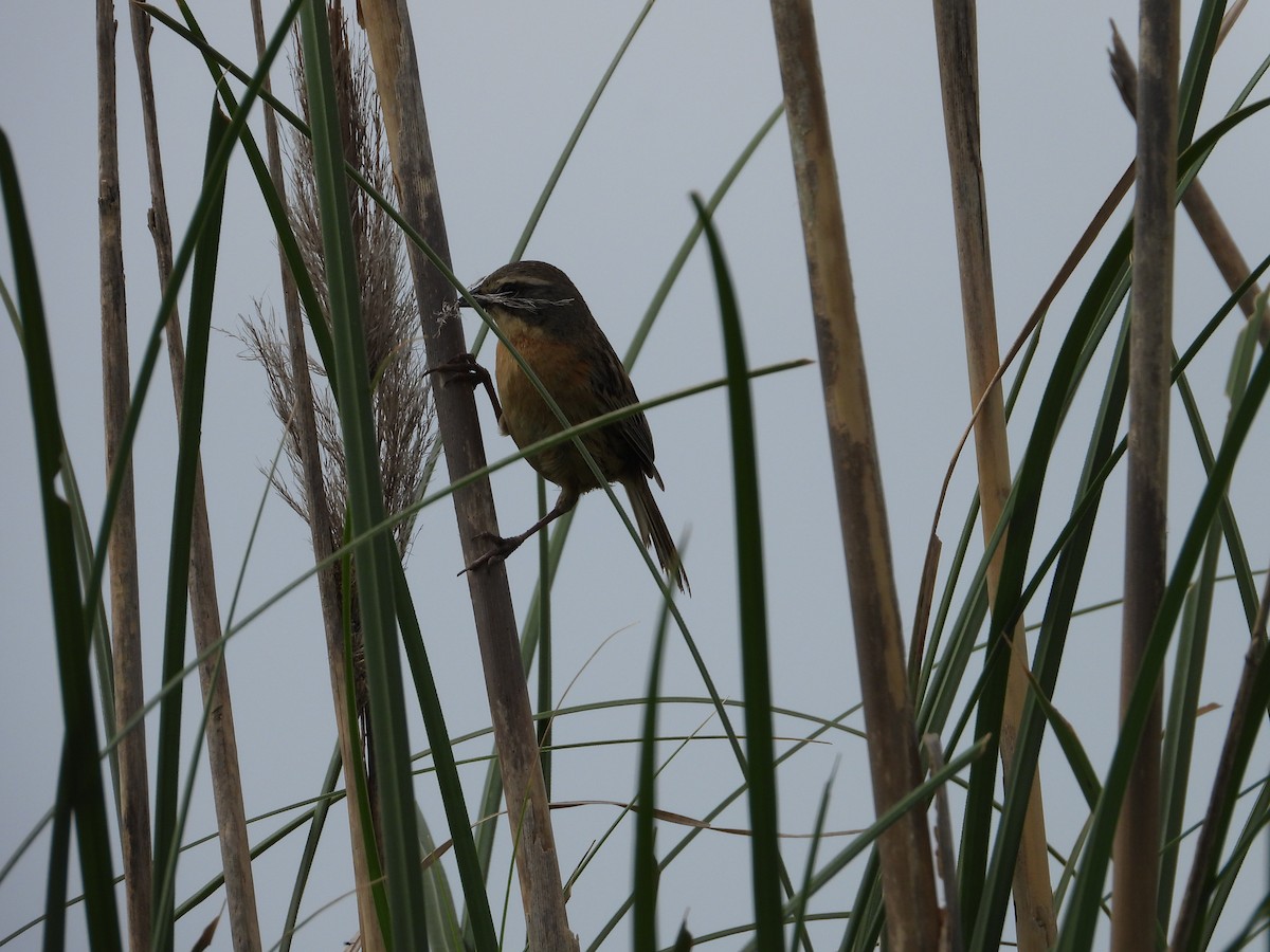 Long-tailed Reed Finch - ML615366578