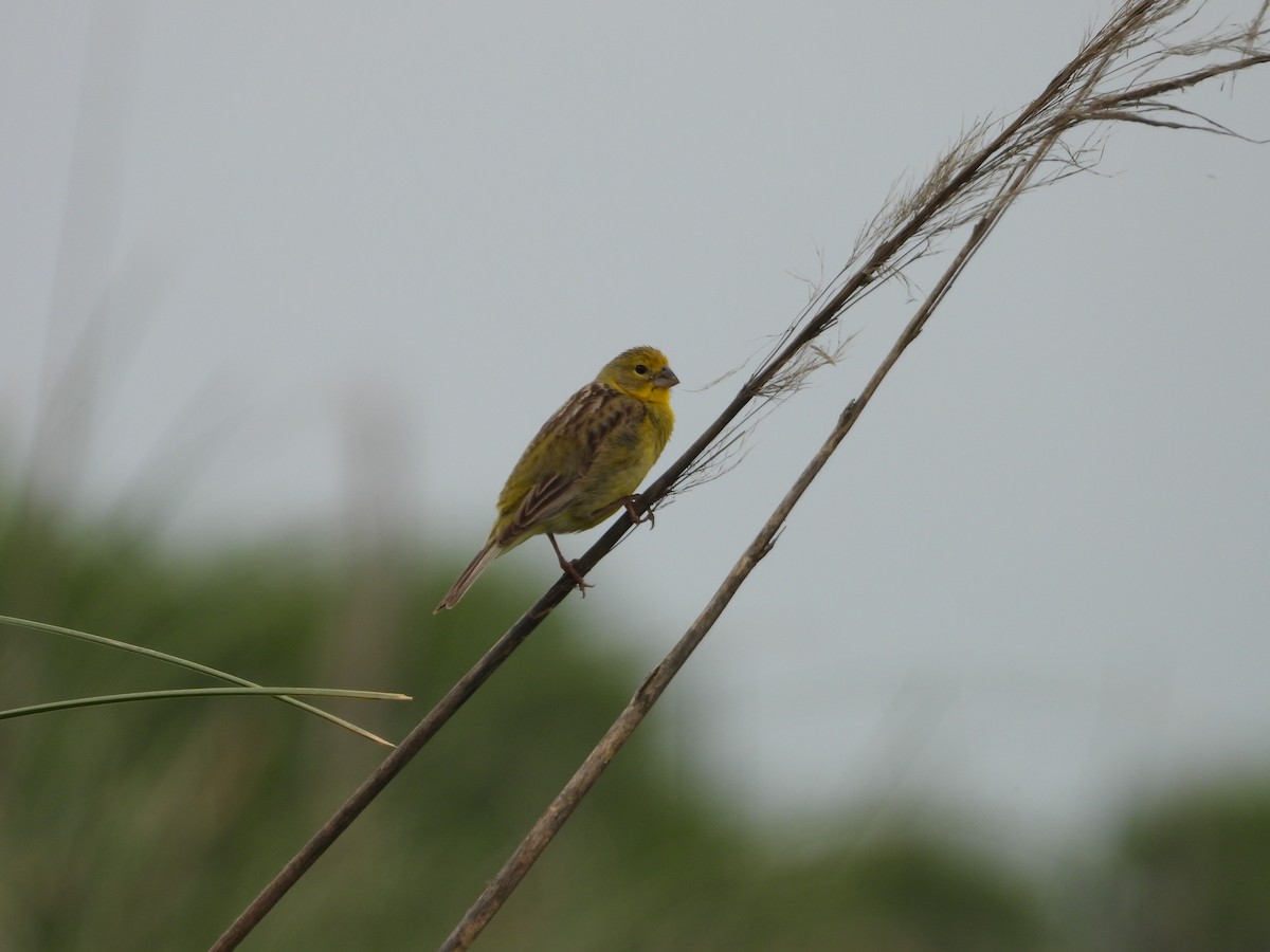 Grassland Yellow-Finch - ML615366612