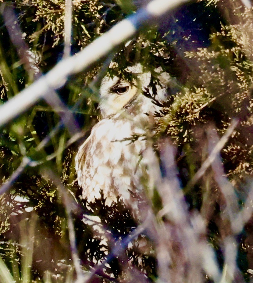 Long-eared Owl (American) - ML615366653