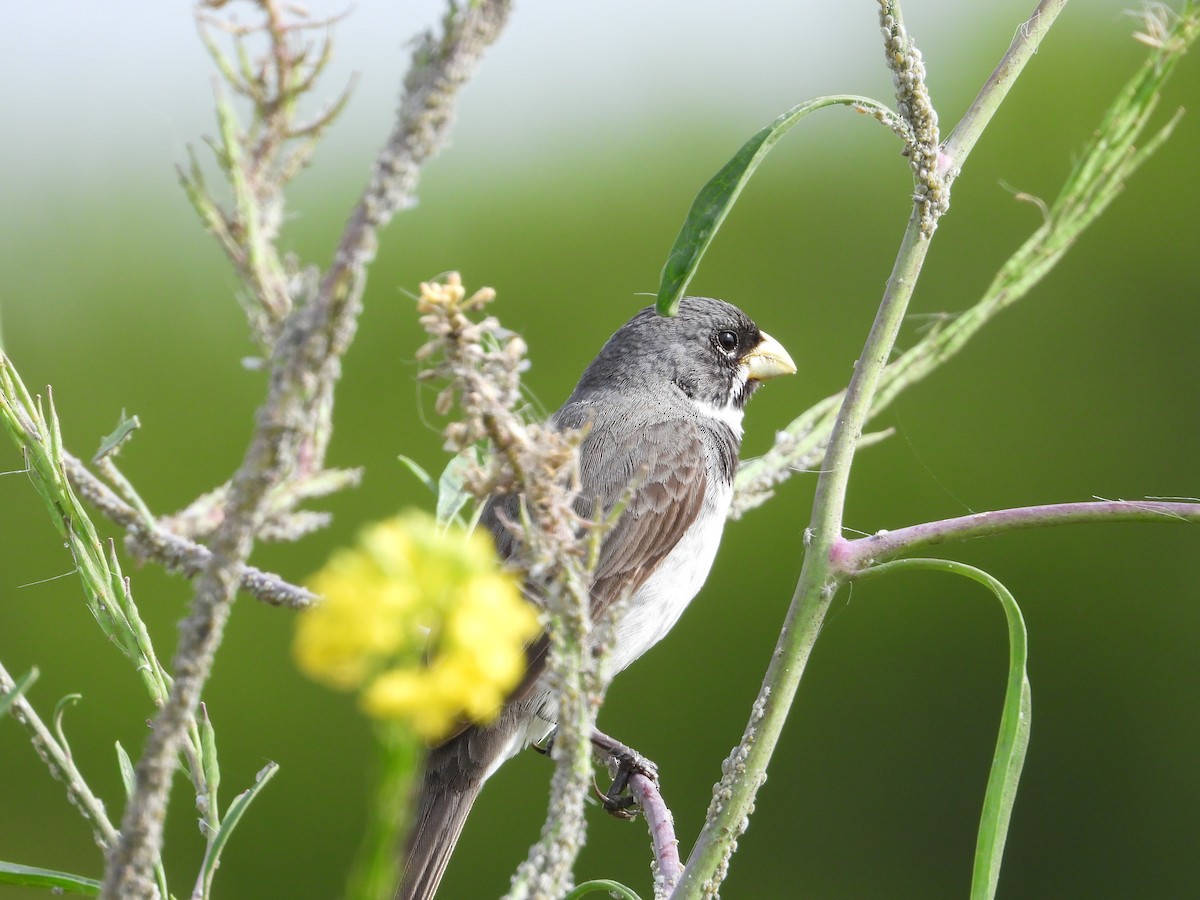Double-collared Seedeater - ML615366672