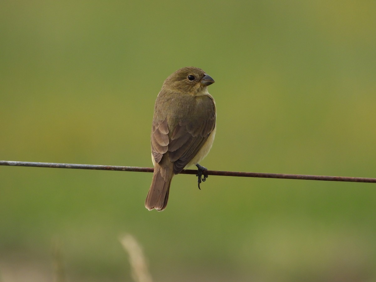 Double-collared Seedeater - ML615366673