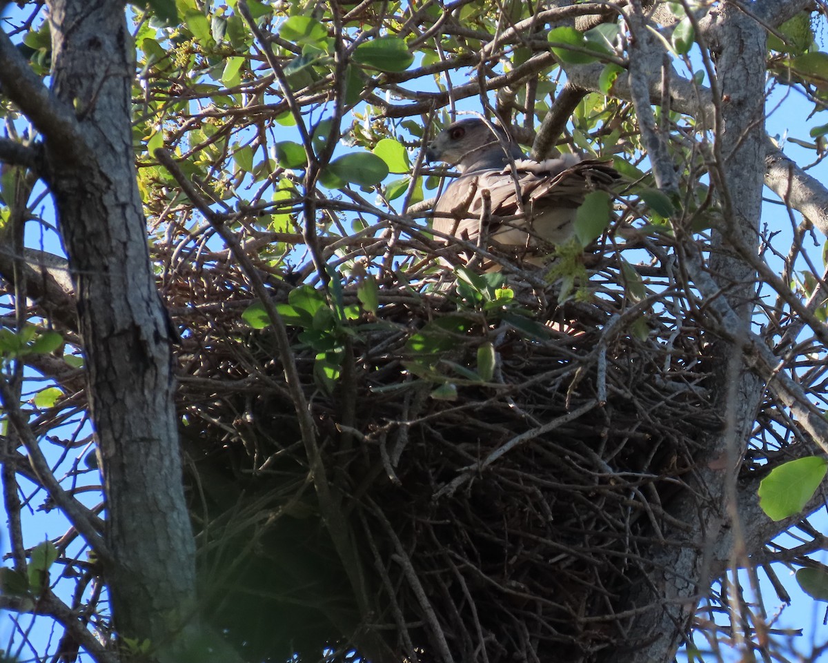 eBird Checklist 26 Feb 2024 Parrot Cove, Lake Worth 5 species