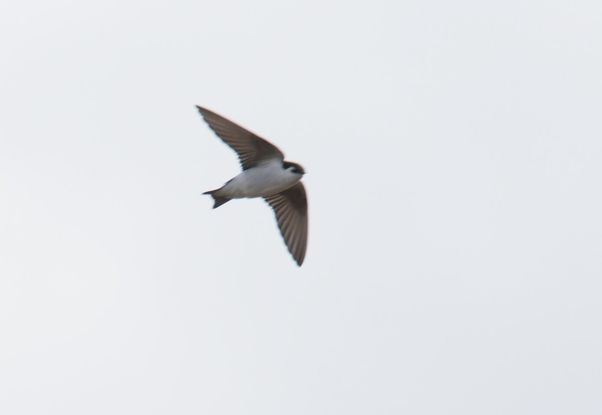Violet-green Swallow - ML615366960