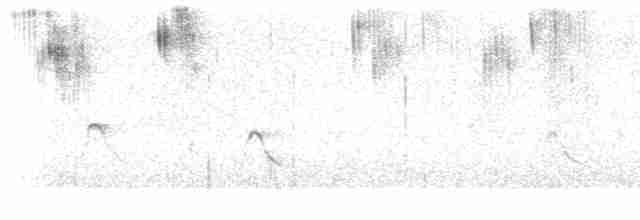 Colibri d'Arica - ML615367270