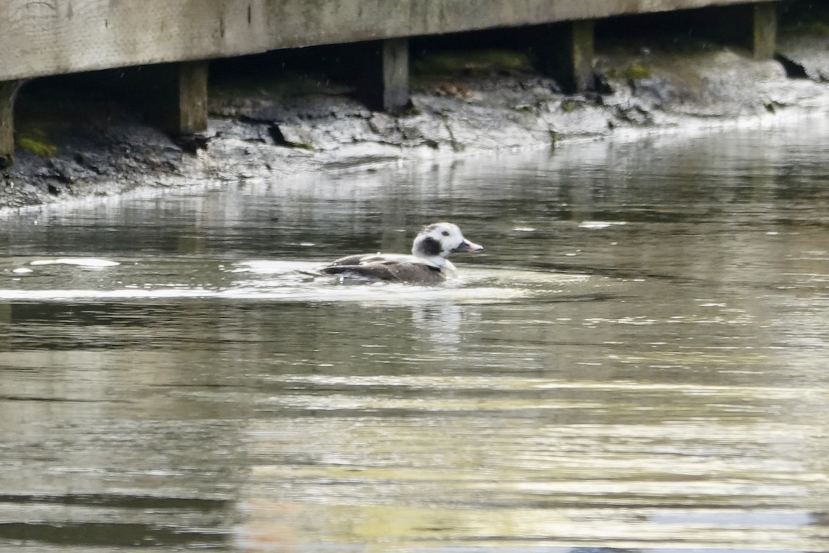Long-tailed Duck - ML615367505