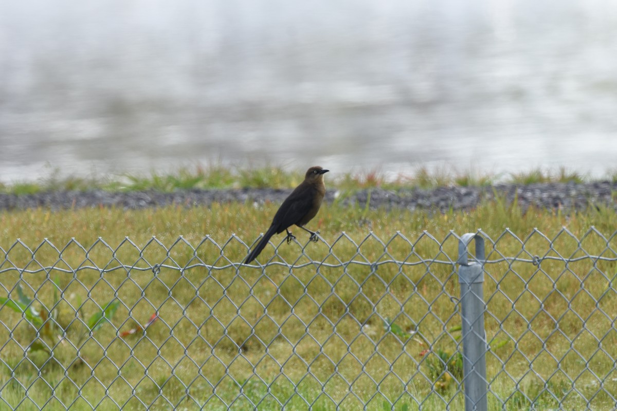Great-tailed Grackle - ML615367509