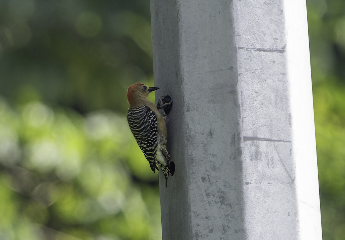 Red-crowned Woodpecker - ML615367522