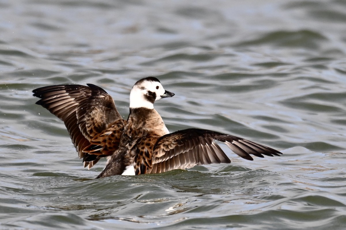 Long-tailed Duck - ML615367732