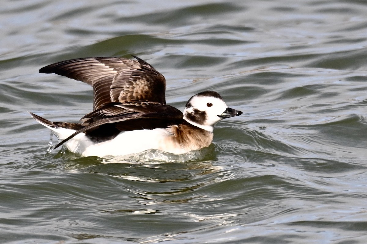 Long-tailed Duck - ML615367736