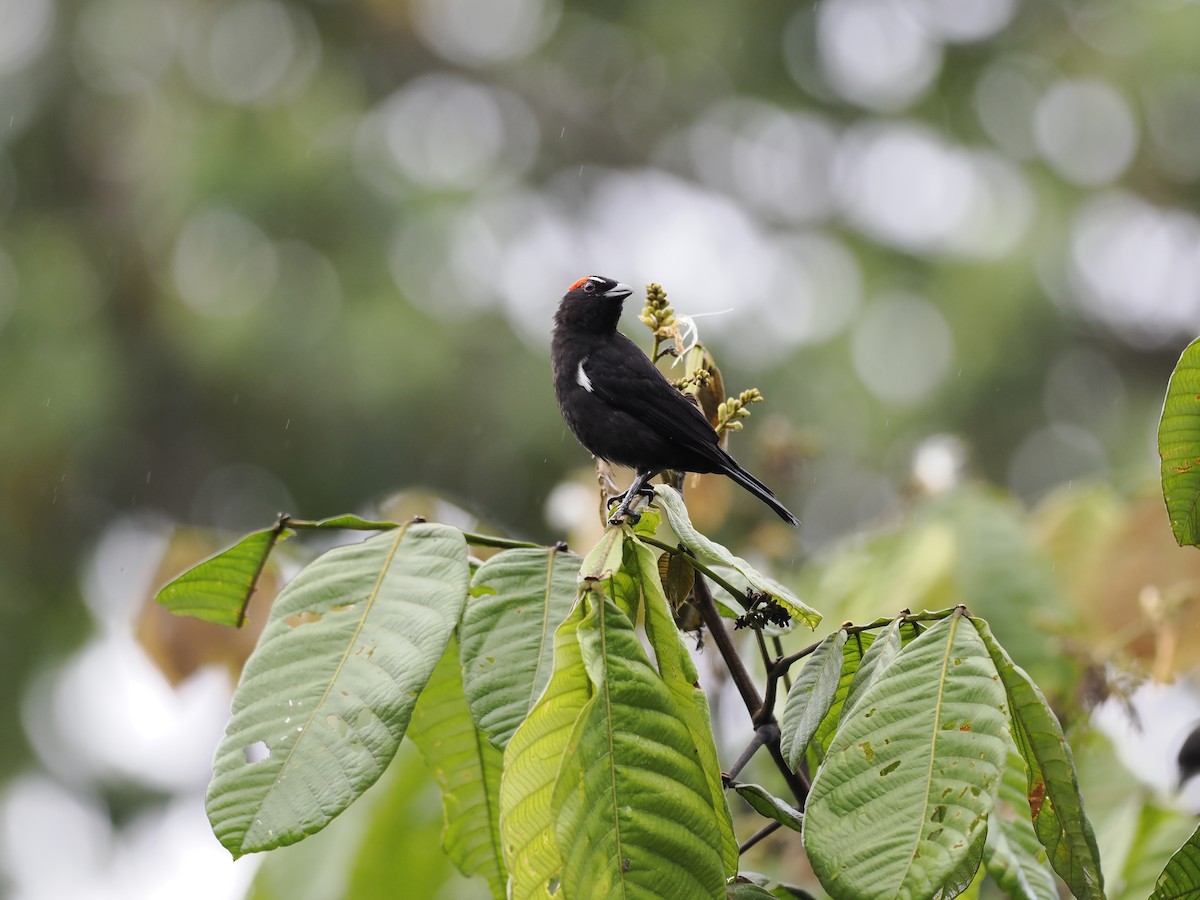 Scarlet-browed Tanager - ML615367759