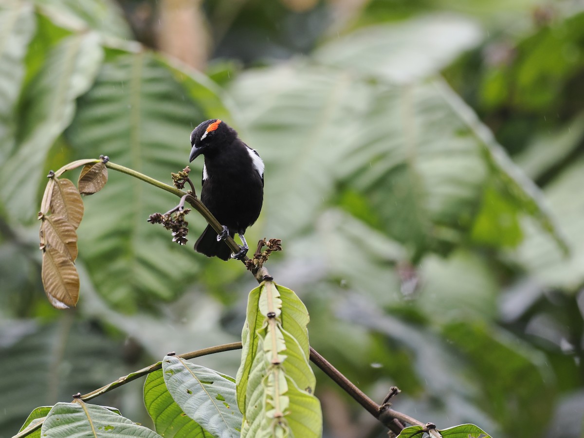 Scarlet-browed Tanager - ML615367761