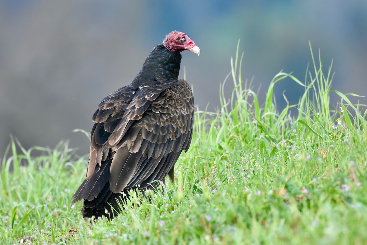 Turkey Vulture - ML615367895