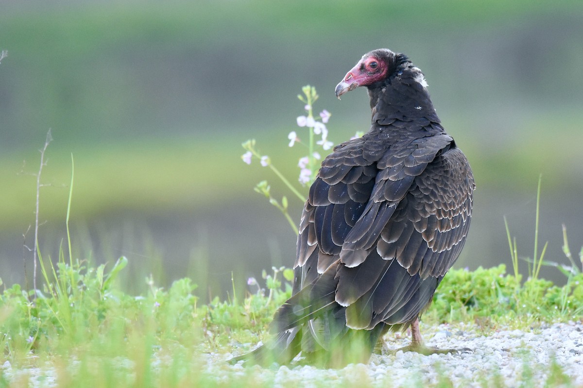 Turkey Vulture - ML615367992