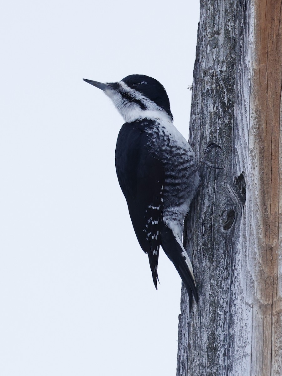 Black-backed Woodpecker - ML615368013