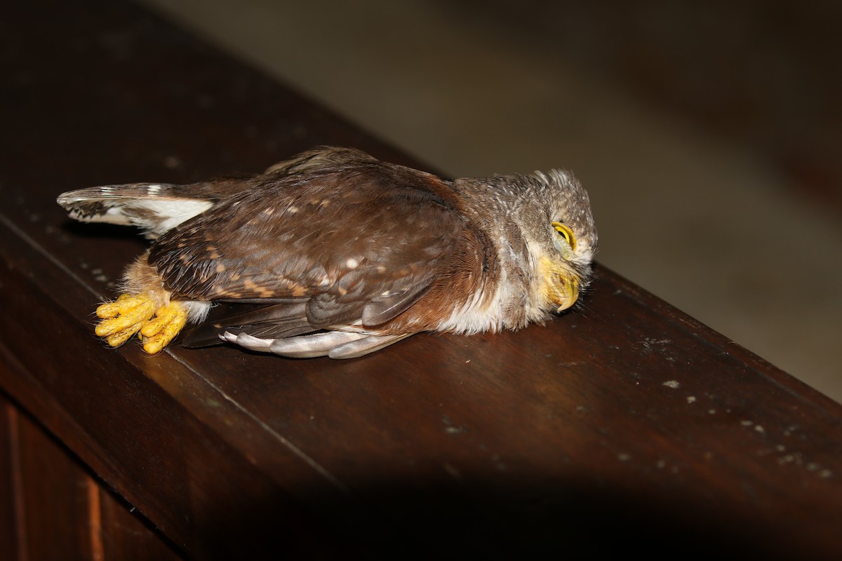 Central American Pygmy-Owl - ML615368019