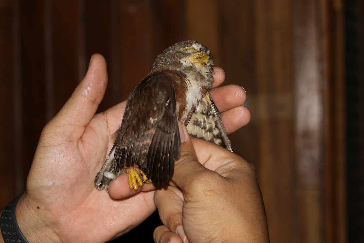 Central American Pygmy-Owl - ML615368031