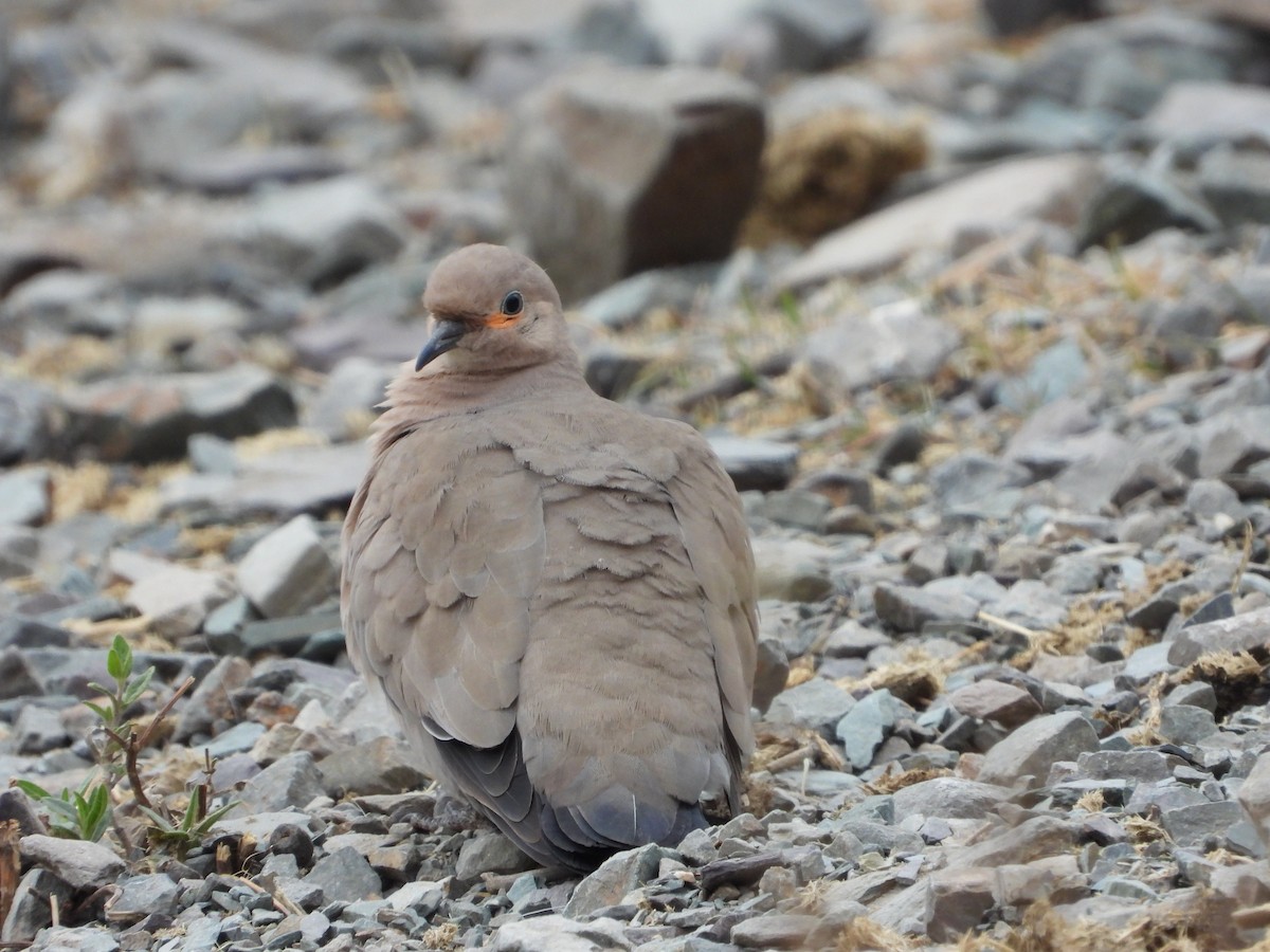 Black-winged Ground Dove - ML615368137