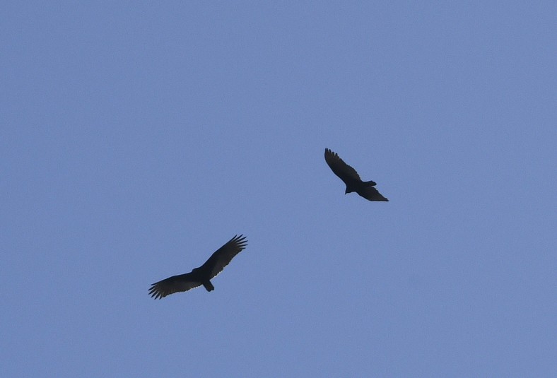 Turkey Vulture (Northern) - ML615368247