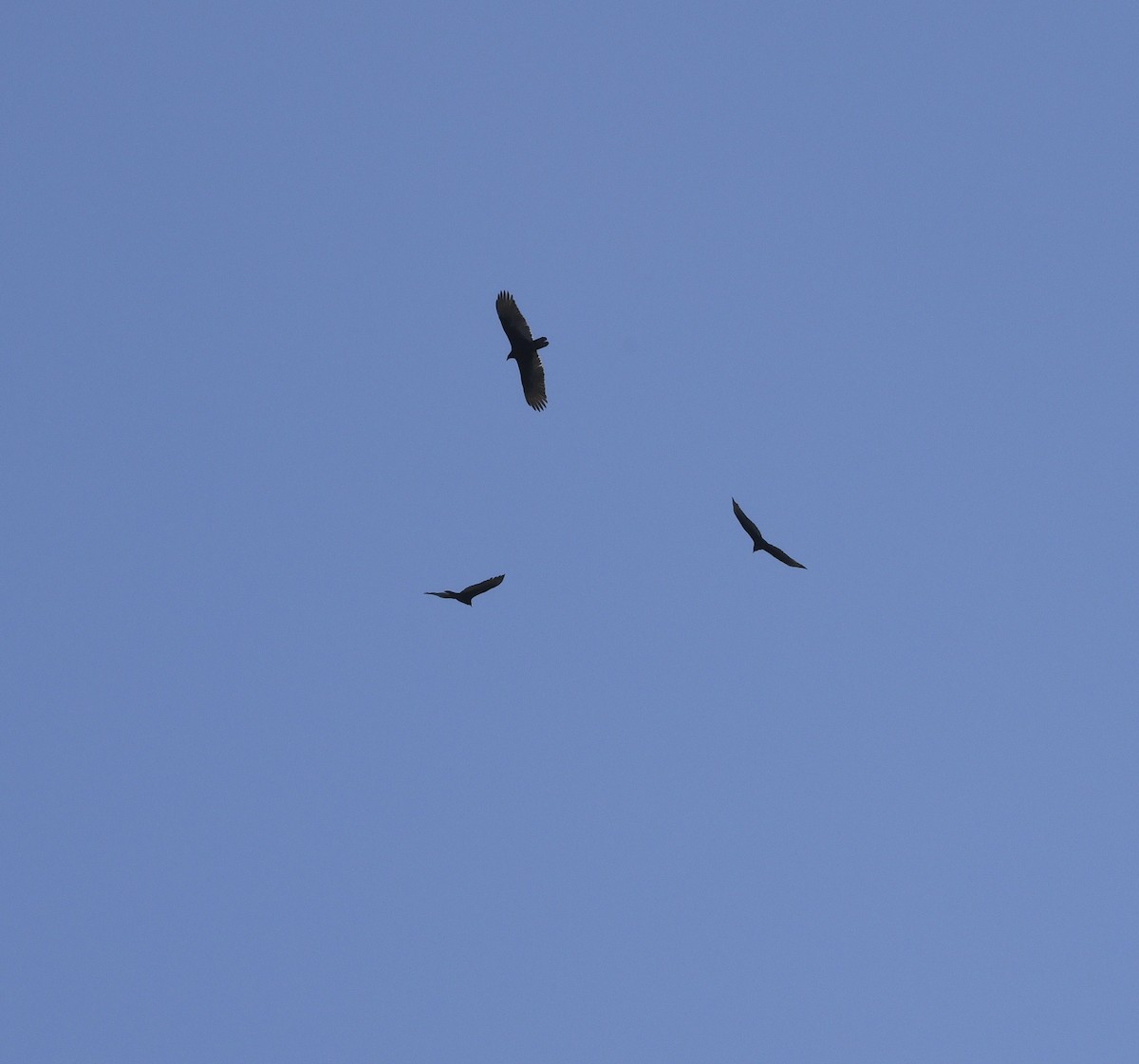 Turkey Vulture (Northern) - ML615368248