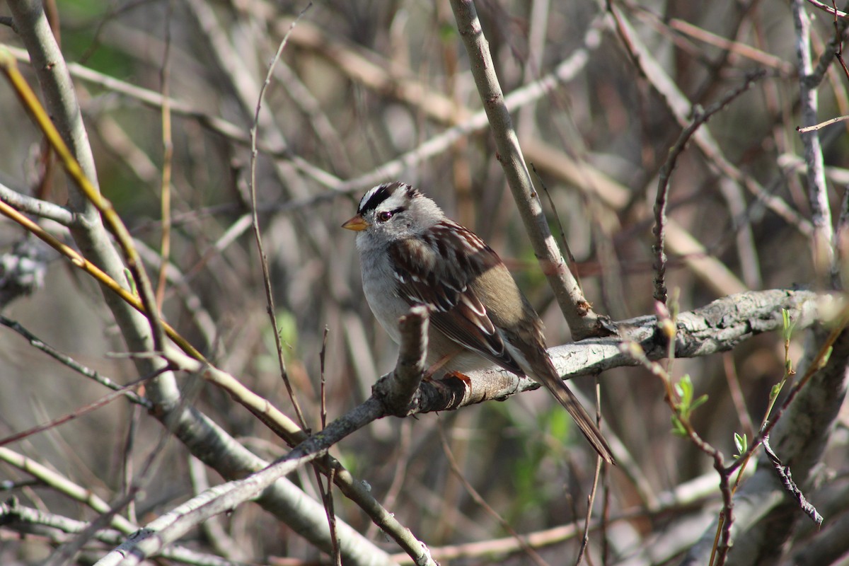 White-crowned Sparrow - ML615368457