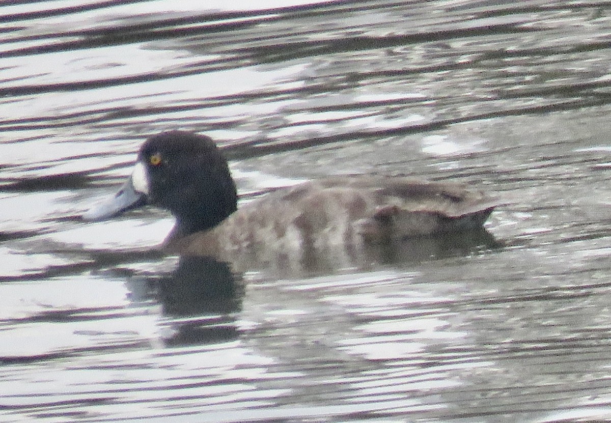 Greater Scaup - ML615368527