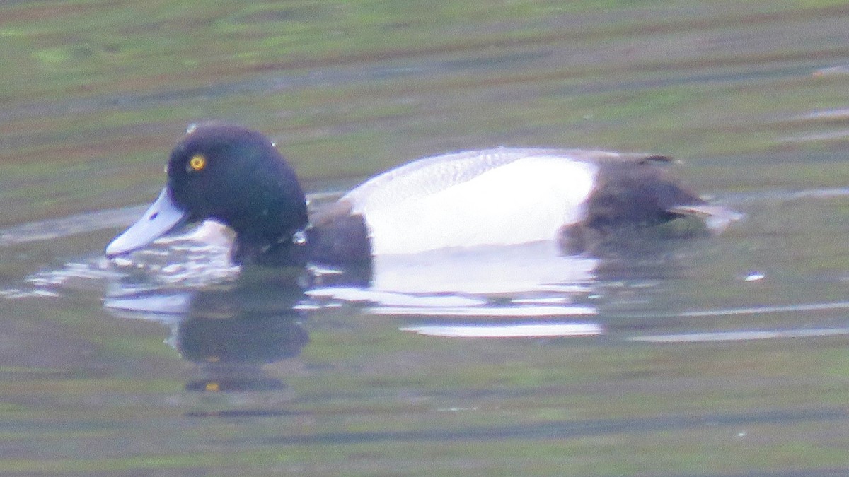 Greater Scaup - ML615368582