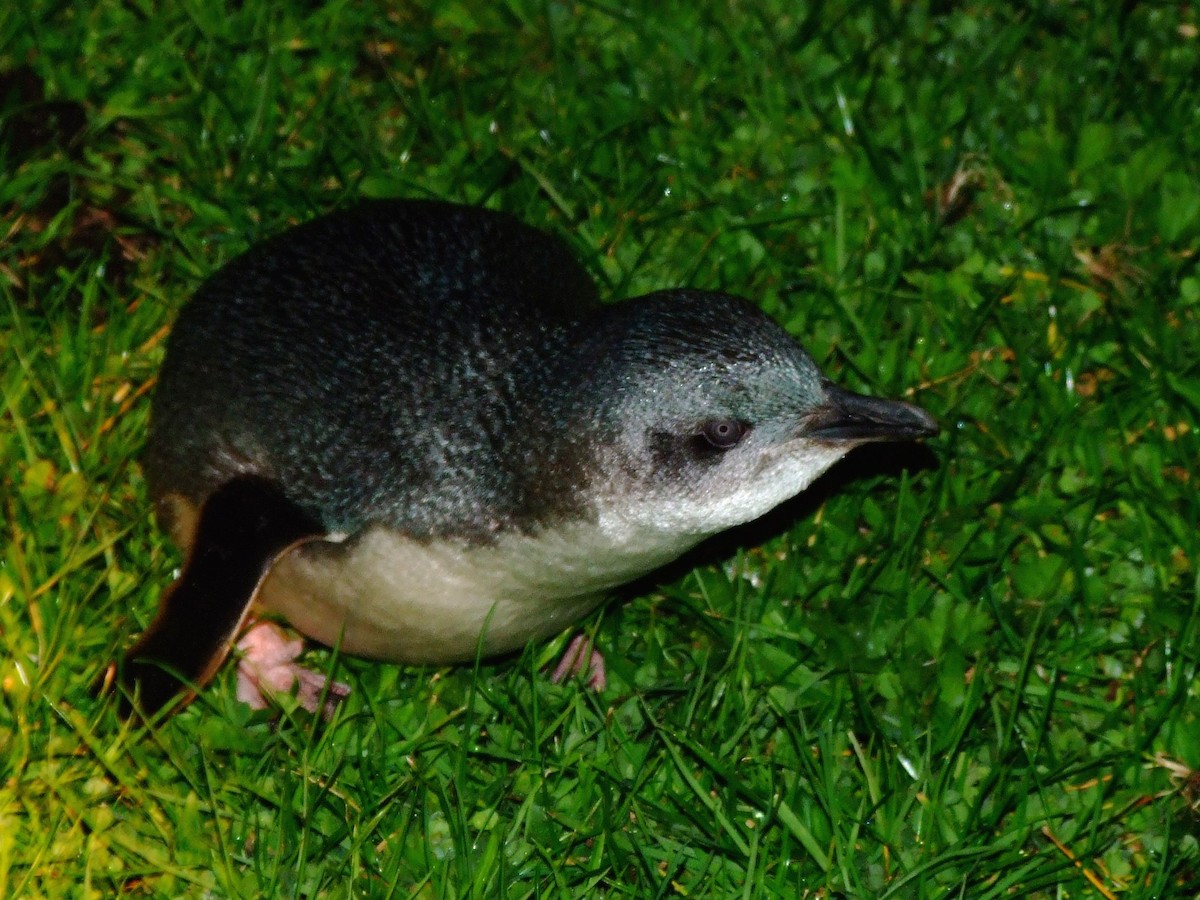 tučňák nejmenší - ML615368678