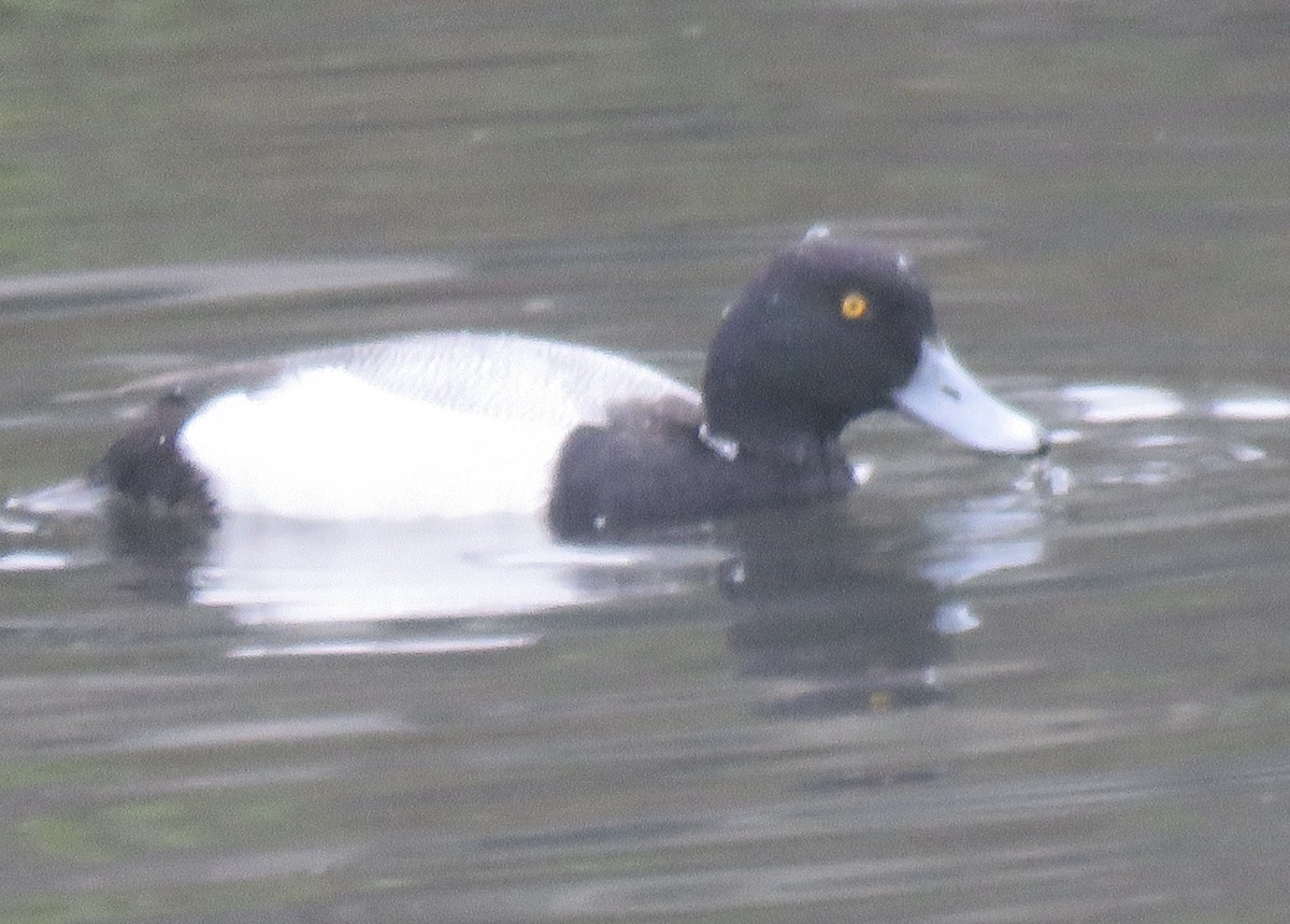 Greater Scaup - ML615368860