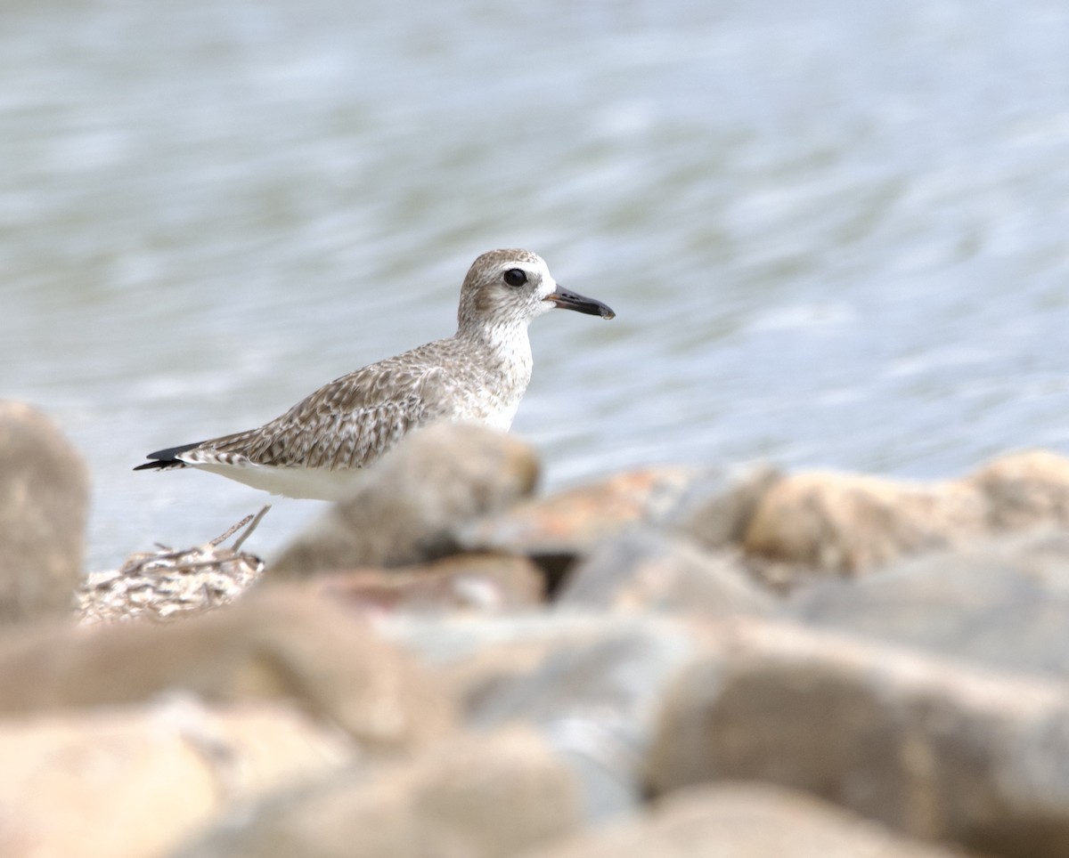 Black-bellied Plover - Tim Ray