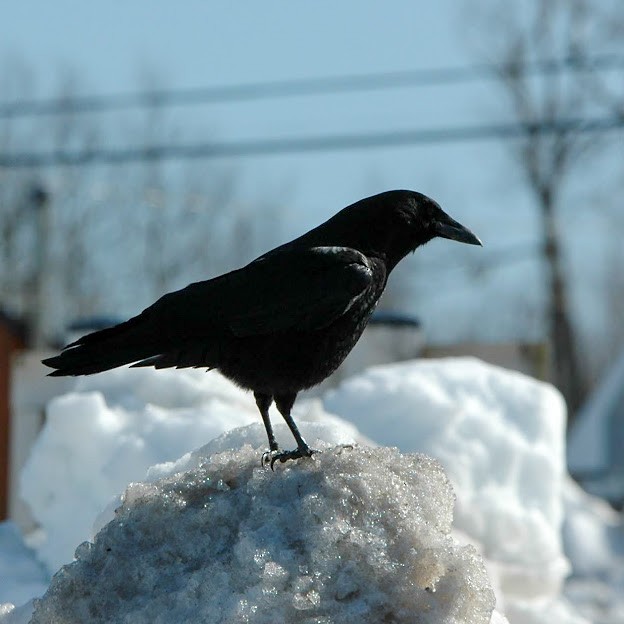 Common Raven - ML615368884