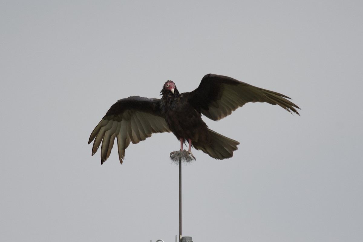 Turkey Vulture - ML615368982