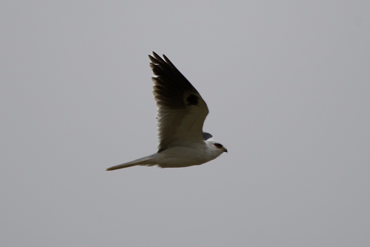 White-tailed Kite - ML615368987