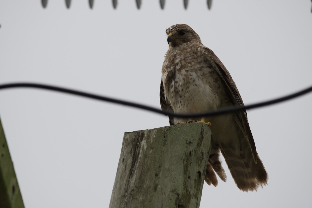 Red-shouldered Hawk - Marcus England