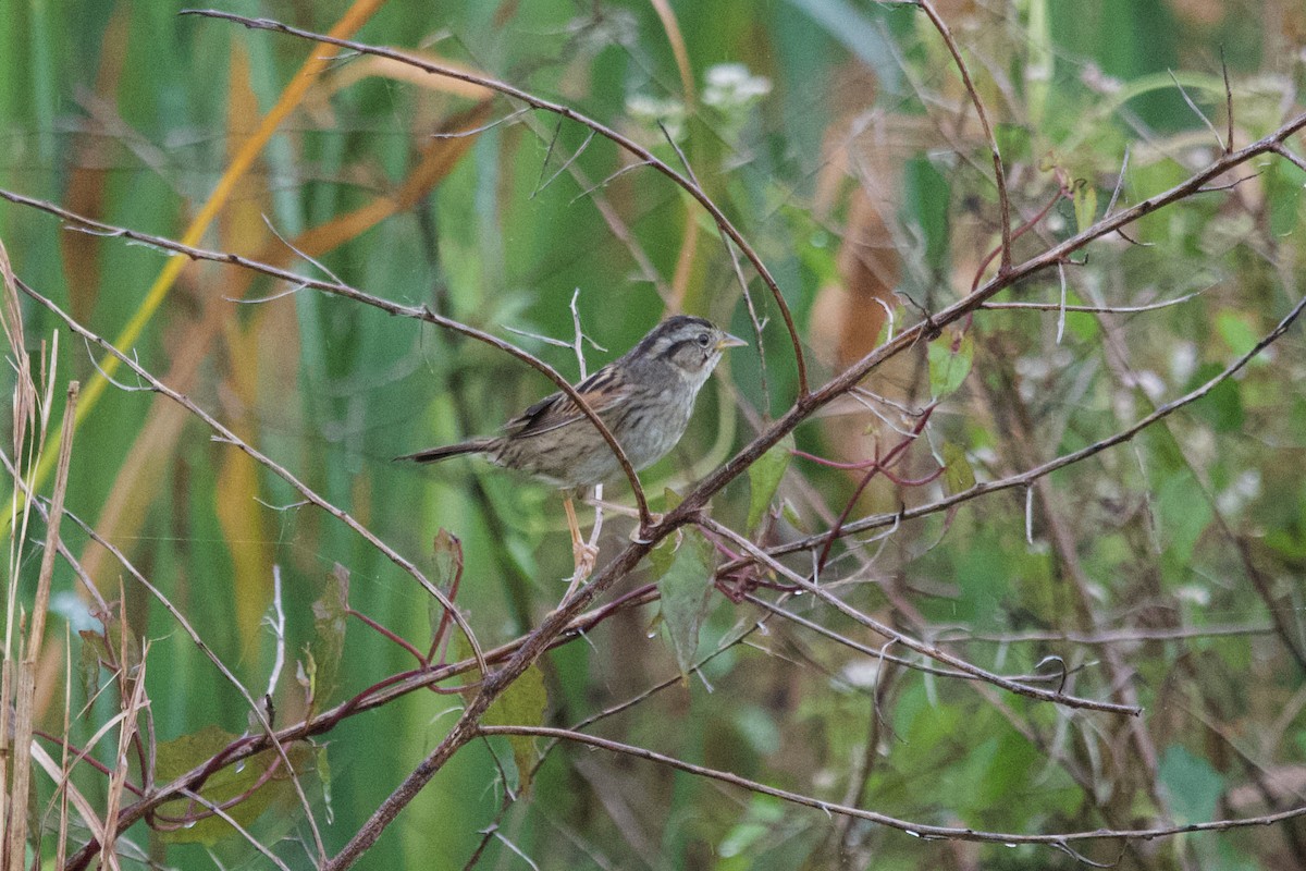 Swamp Sparrow - ML615369043