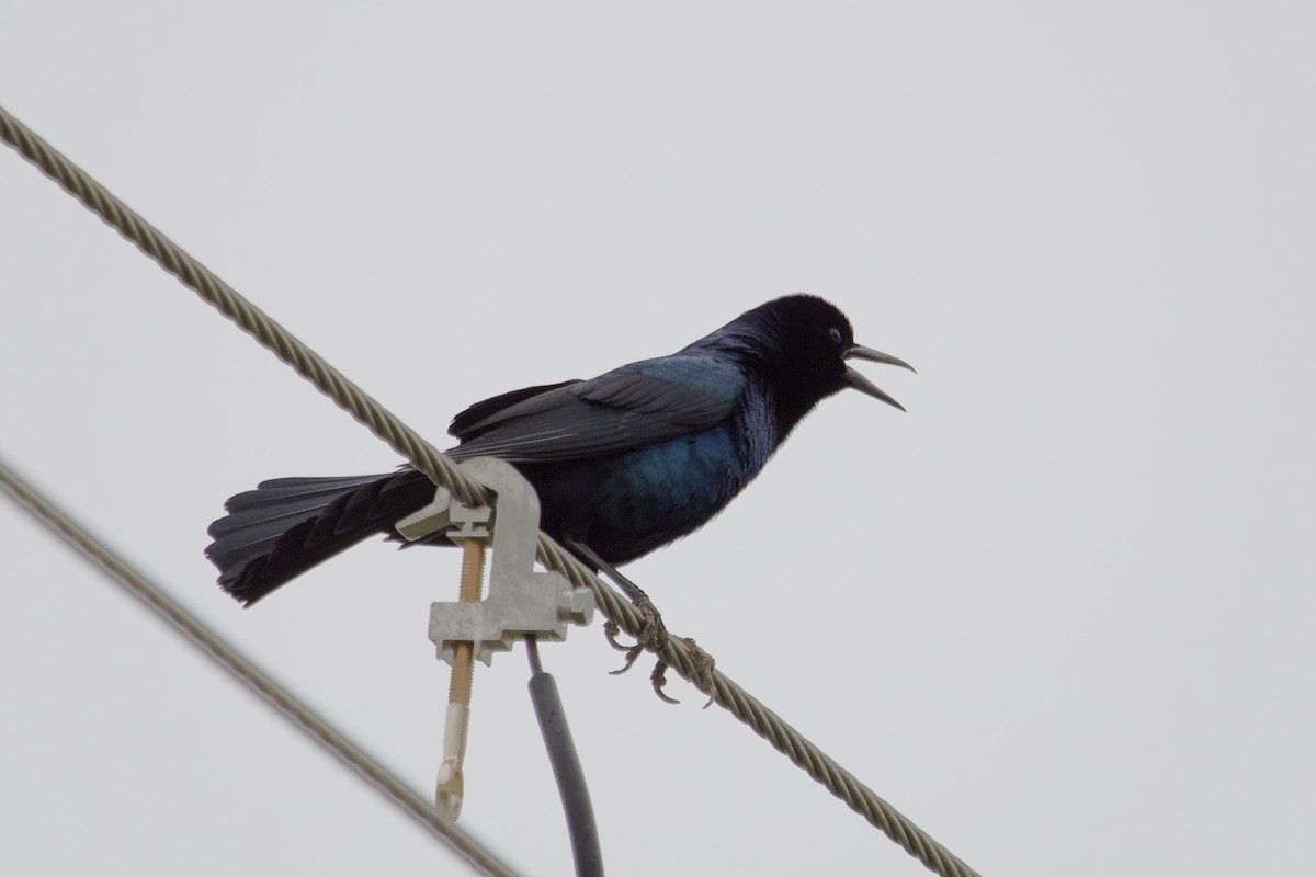 Boat-tailed Grackle - ML615369050