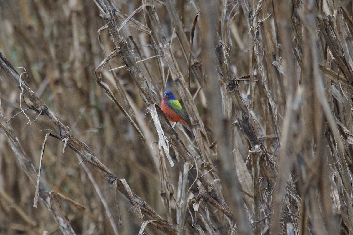 Painted Bunting - ML615369066