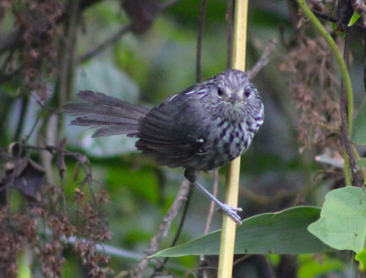 Dusky-tailed Antbird - Pedro Behne