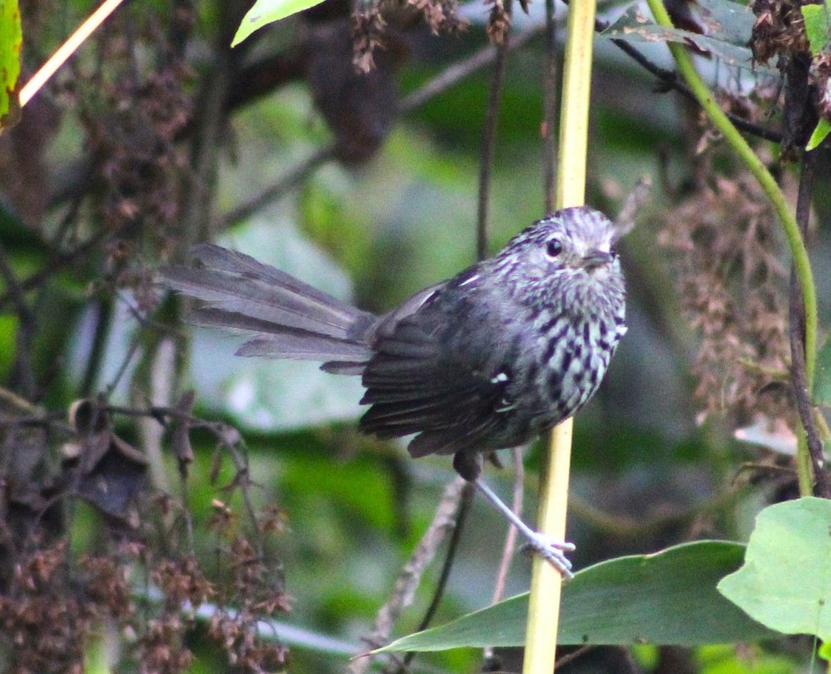 Dusky-tailed Antbird - Pedro Behne