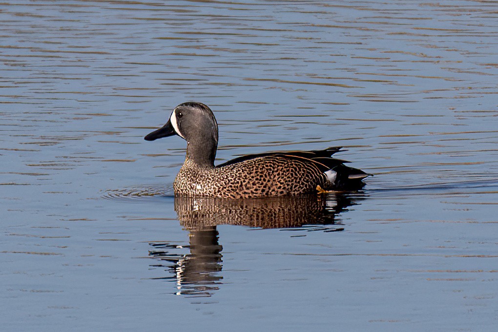Blue-winged Teal - ML615369382