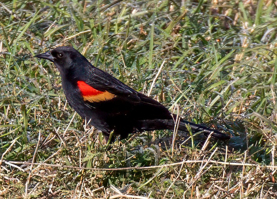 Red-winged Blackbird - ML615369555