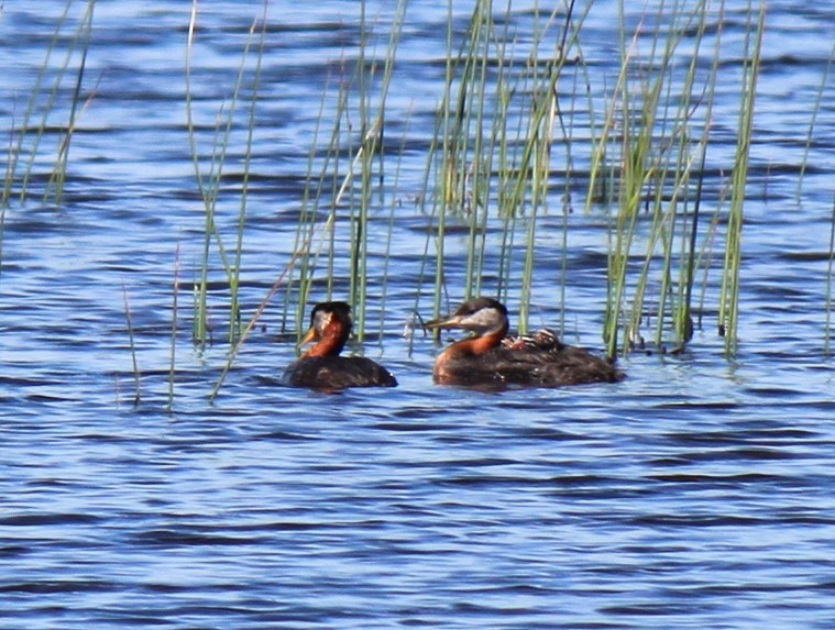 Red-necked Grebe - ML615369557