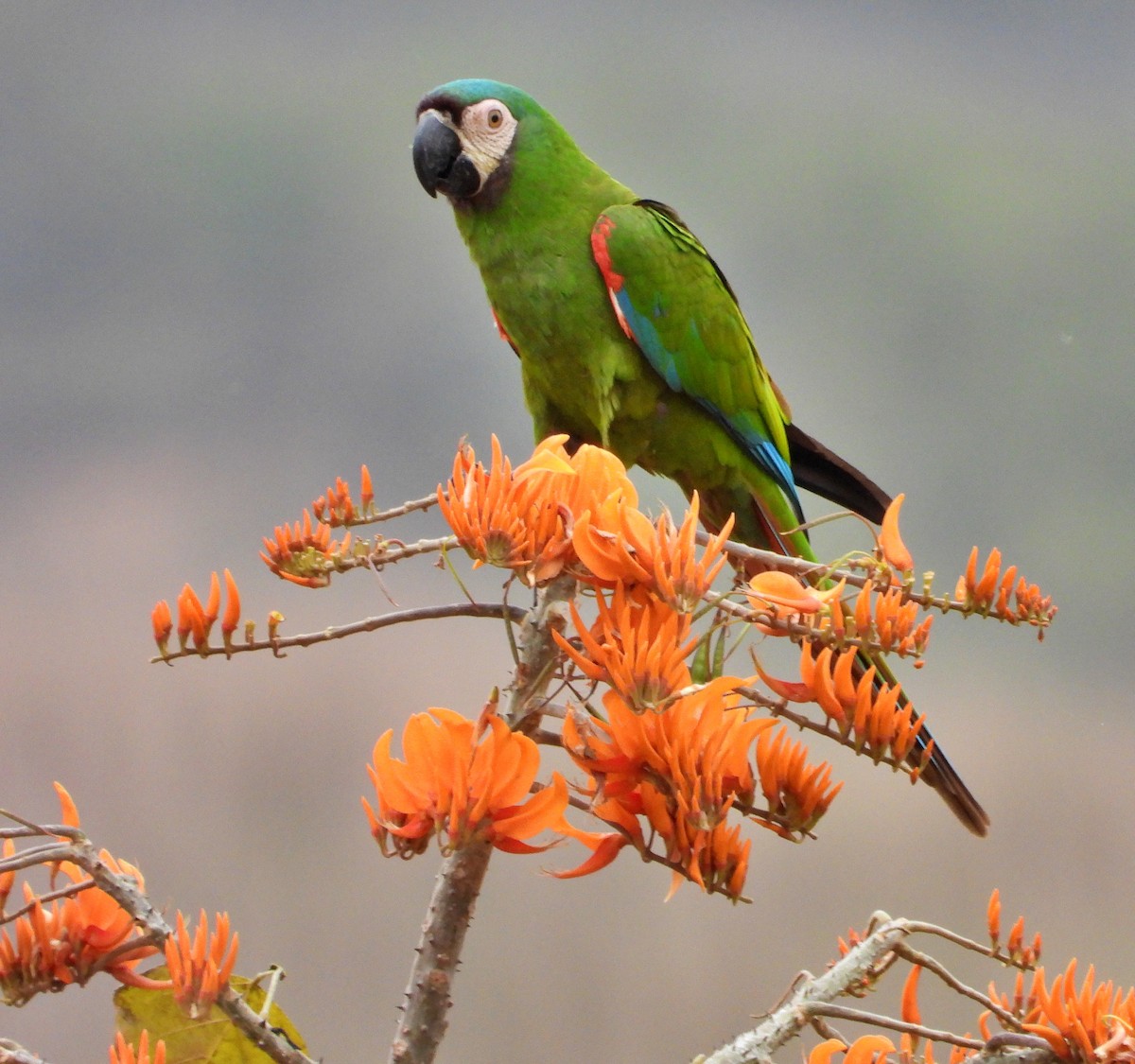 Chestnut-fronted Macaw - ML615369621