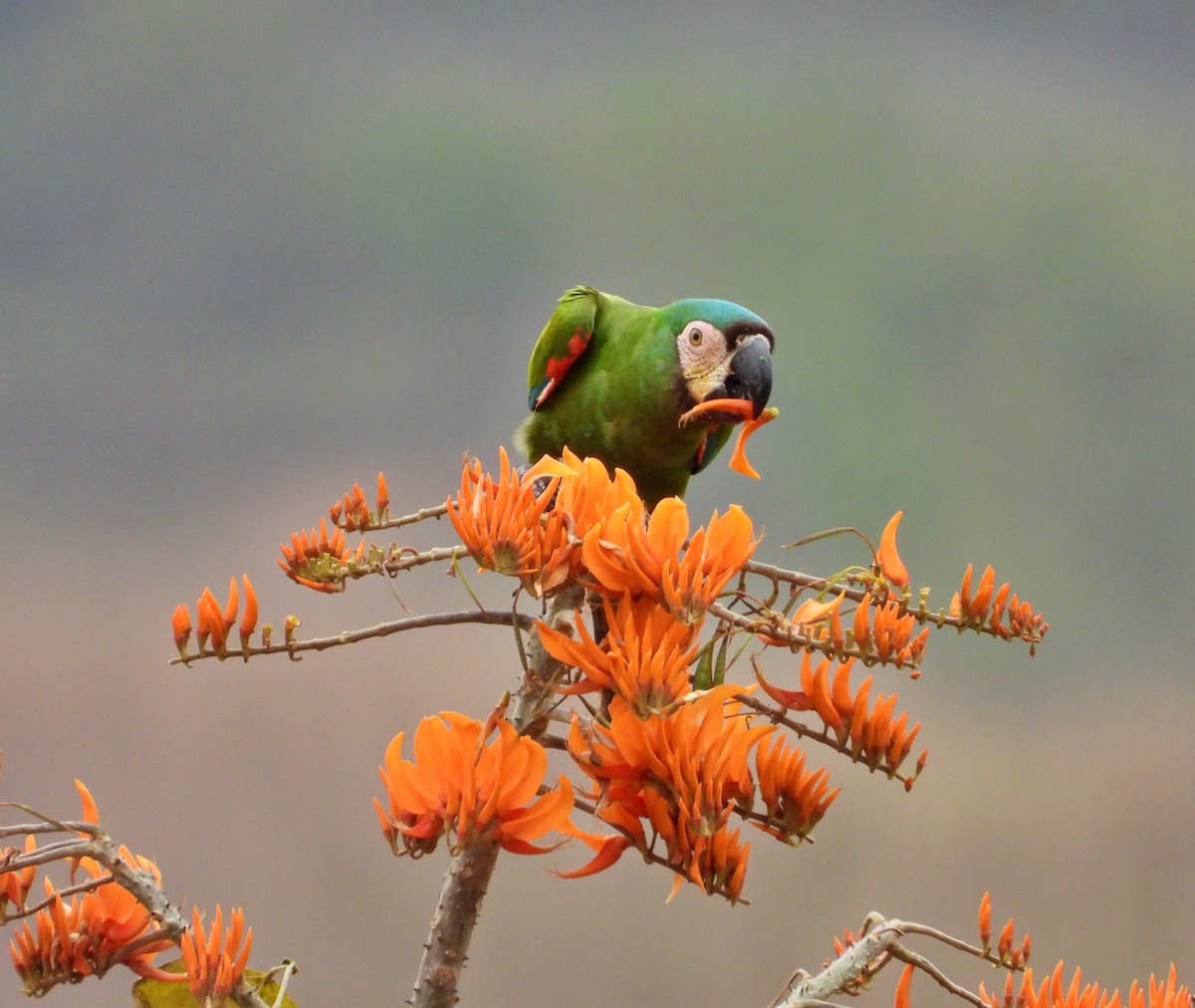 Chestnut-fronted Macaw - ML615369622