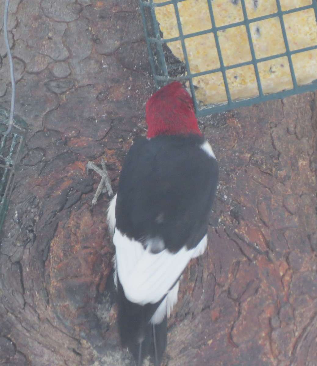 Red-headed Woodpecker - ML615369629
