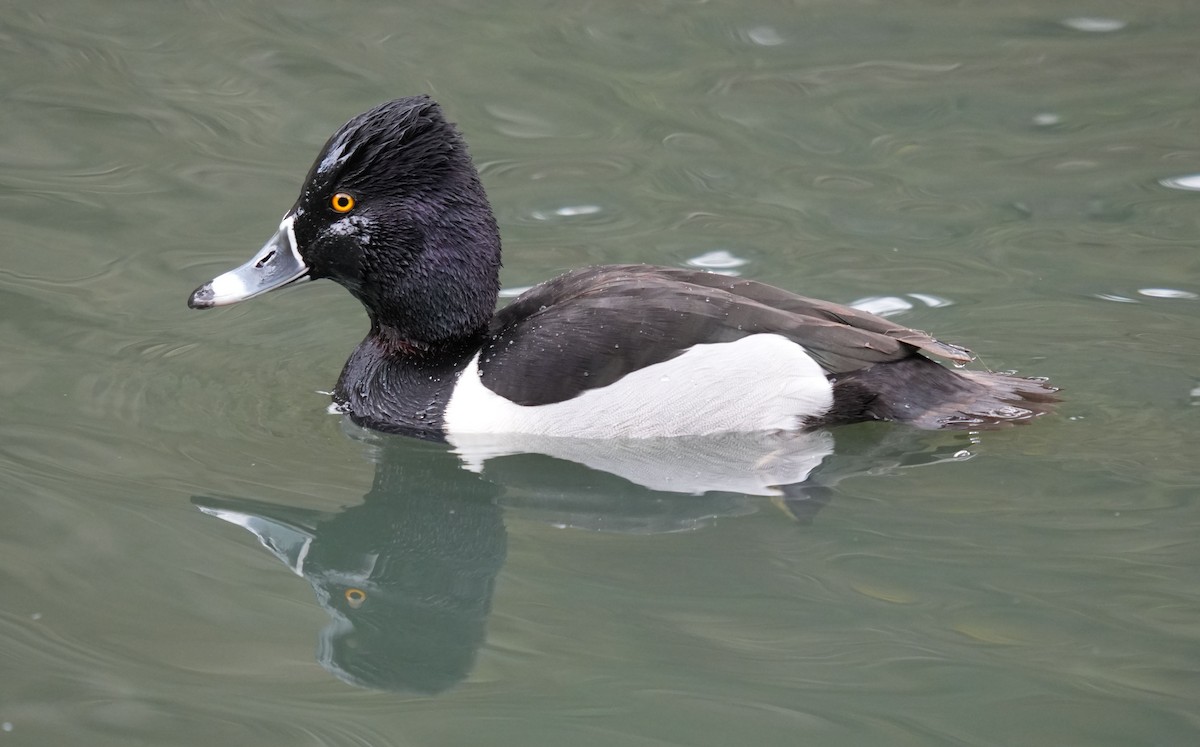 Ring-necked Duck - ML615369783