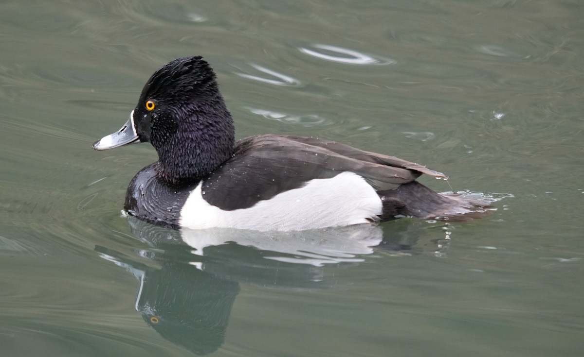 Ring-necked Duck - ML615369784